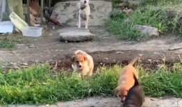 狗崽集体爆料视频播放,揭秘背后惊人真相